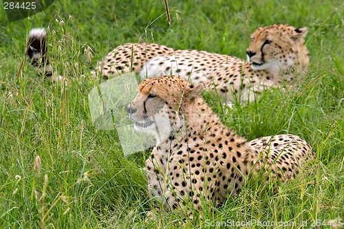 Image of Cheetahs
