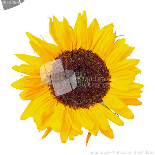 Image of Beautiful Yellow Sunflower
