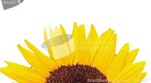 Image of Beautiful Yellow Sunflower