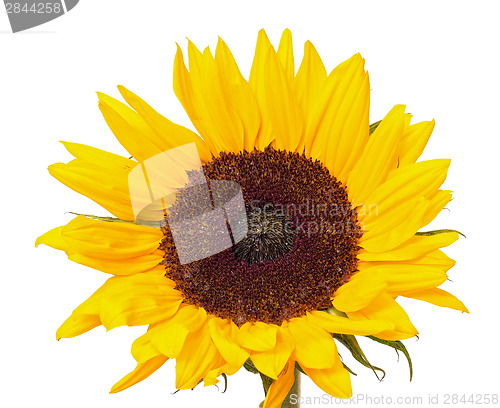 Image of Beautiful Yellow Sunflower