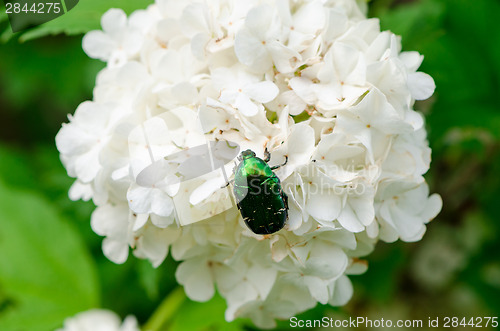 Image of bug sit on white flower wind swings inflorescence 