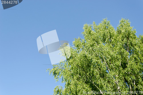 Image of big old wide birch branches on blue sky 