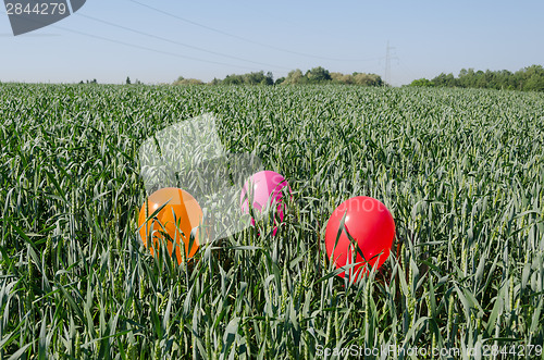 Image of three balloons on rye crop field blue summer sky 