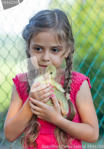 Image of Little girl with gosling