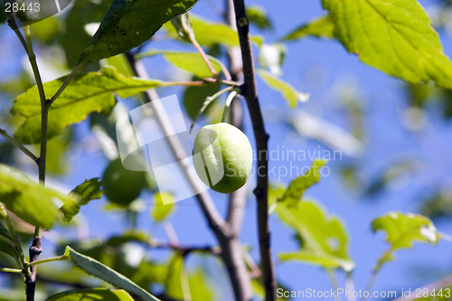 Image of green plum