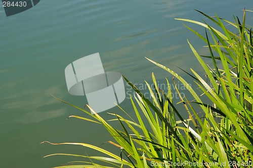 Image of Natural Reed Frame