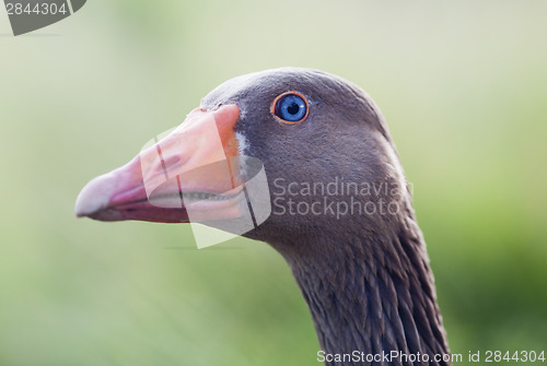 Image of Close-up of a goose