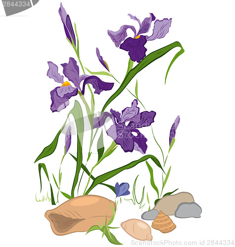 Image of Hand drawn Iris blooms