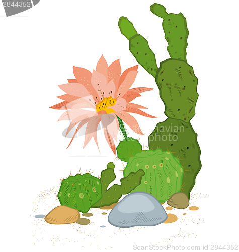 Image of Hand drawn cactus blooms