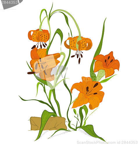 Image of Tiger lily flower