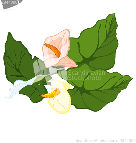 Image of Hand drawn calla lily blooms