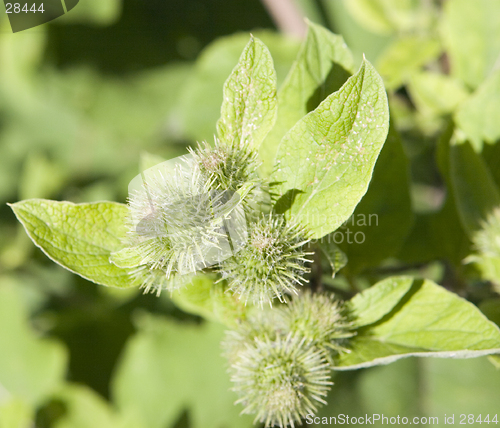 Image of burdock