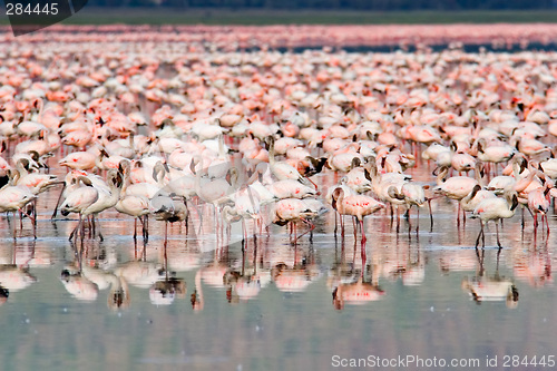 Image of Flamingos