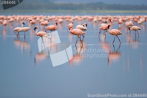 Image of Flamingos