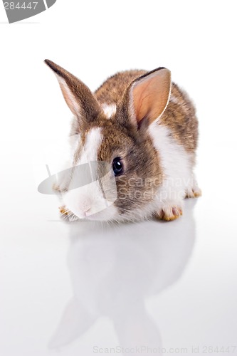 Image of Bunny