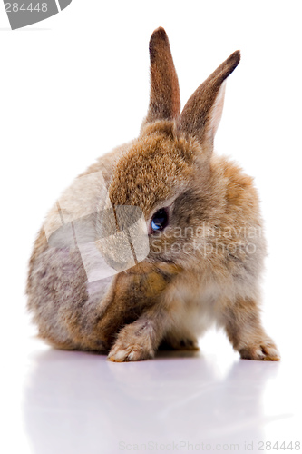 Image of Bunny