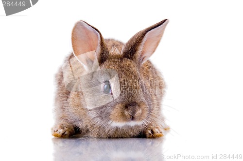 Image of Bunny