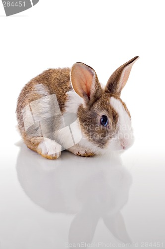 Image of Cute Bunny