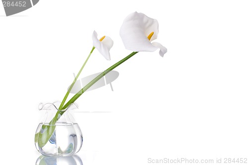 Image of Two White Callas