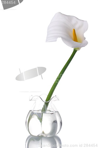 Image of White Calla Lilly