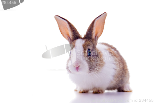 Image of Bunny