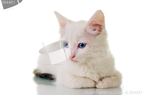 Image of Cute White Kitten
