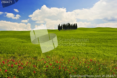 Image of Flowered Landscape