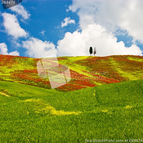 Image of Tuscan Landscape