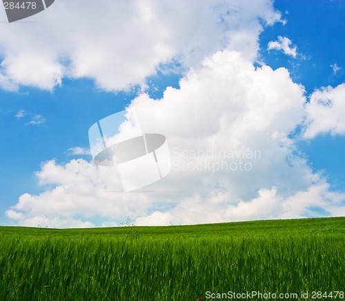 Image of Flowered Landscape