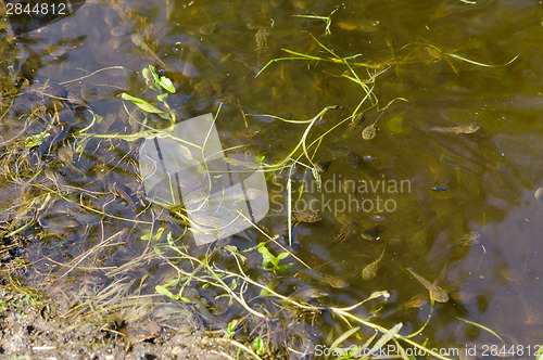 Image of slimy bank edge swarm lot of small black tadpoles 