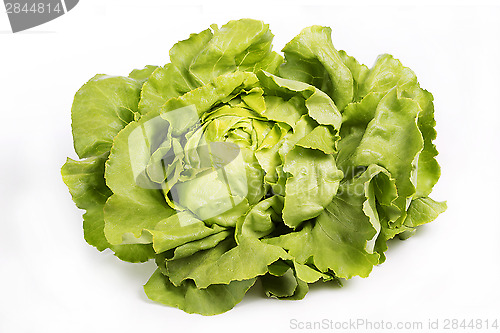 Image of Beautiful lettuce on white background