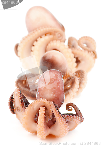 Image of Octopuses