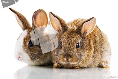 Image of Two Bunnies