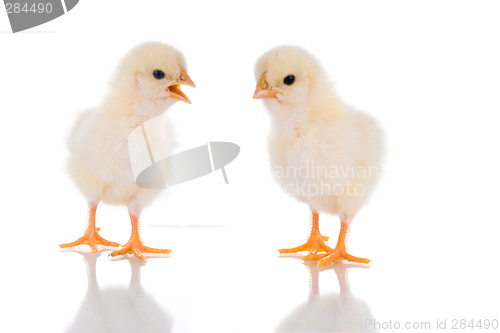 Image of Chick Talk