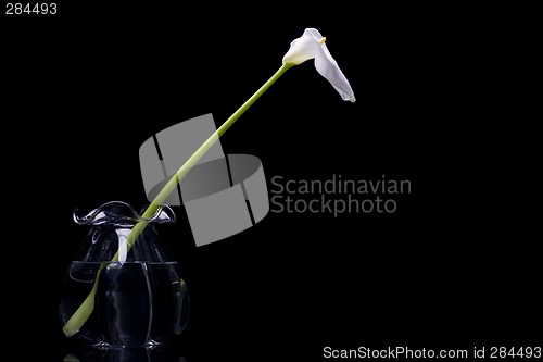 Image of White Calla Lilly