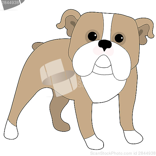 Image of English Bulldog