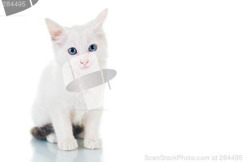 Image of Sad Kitten