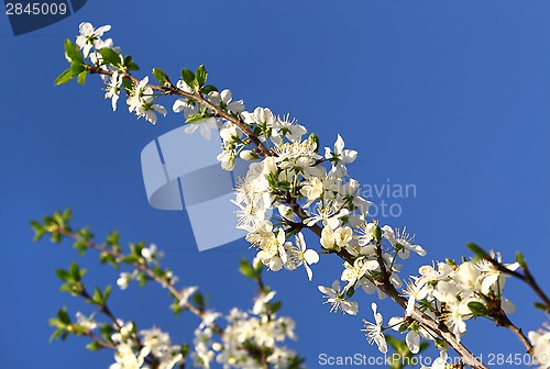 Image of Beautiful white flowers of spring tree