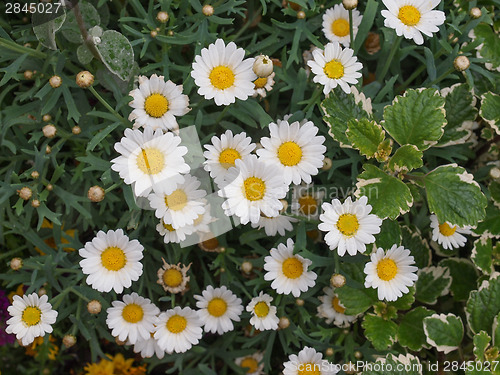 Image of Daisy flower