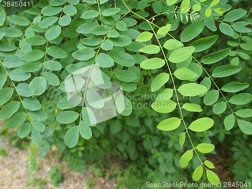 Image of Acacia leaf