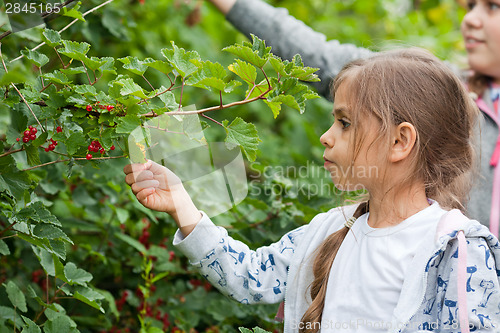 Image of Little girls in the garden