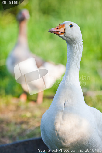 Image of Geese