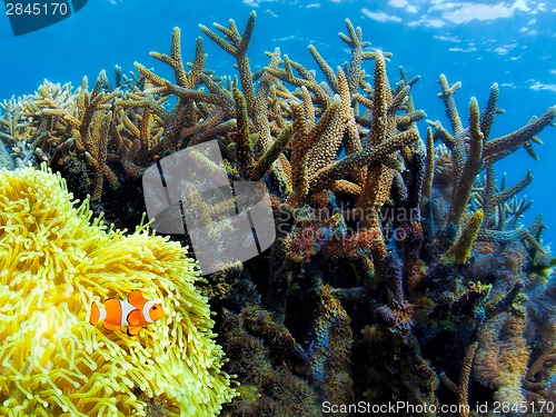 Image of Underwater landscape