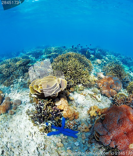 Image of Underwater landscape