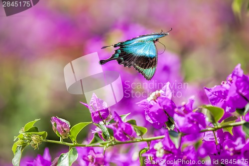 Image of Blue Swallowtail Butterfly