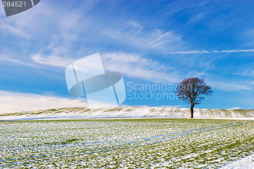 Image of Tree on Snowy Field