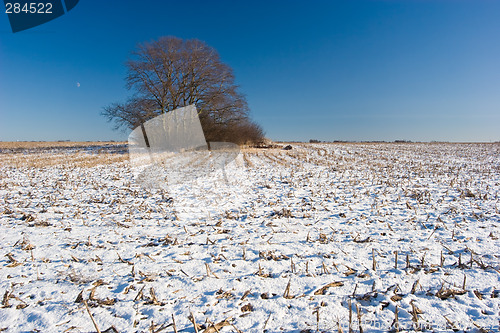 Image of Tree on Snow