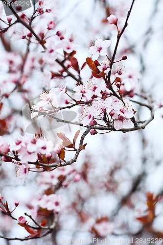 Image of spring blossoms