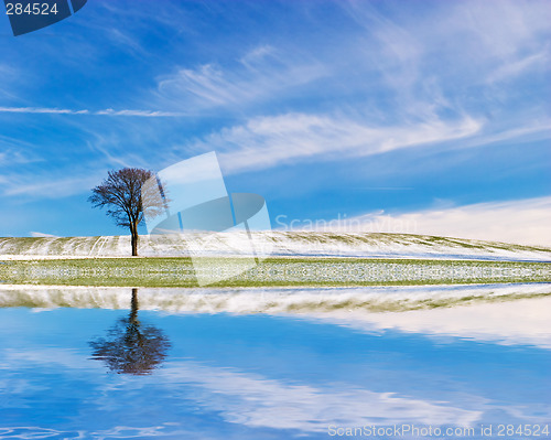 Image of Lonely Tree with Reflection