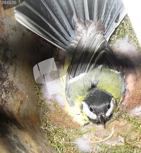 Image of Tit in its nest